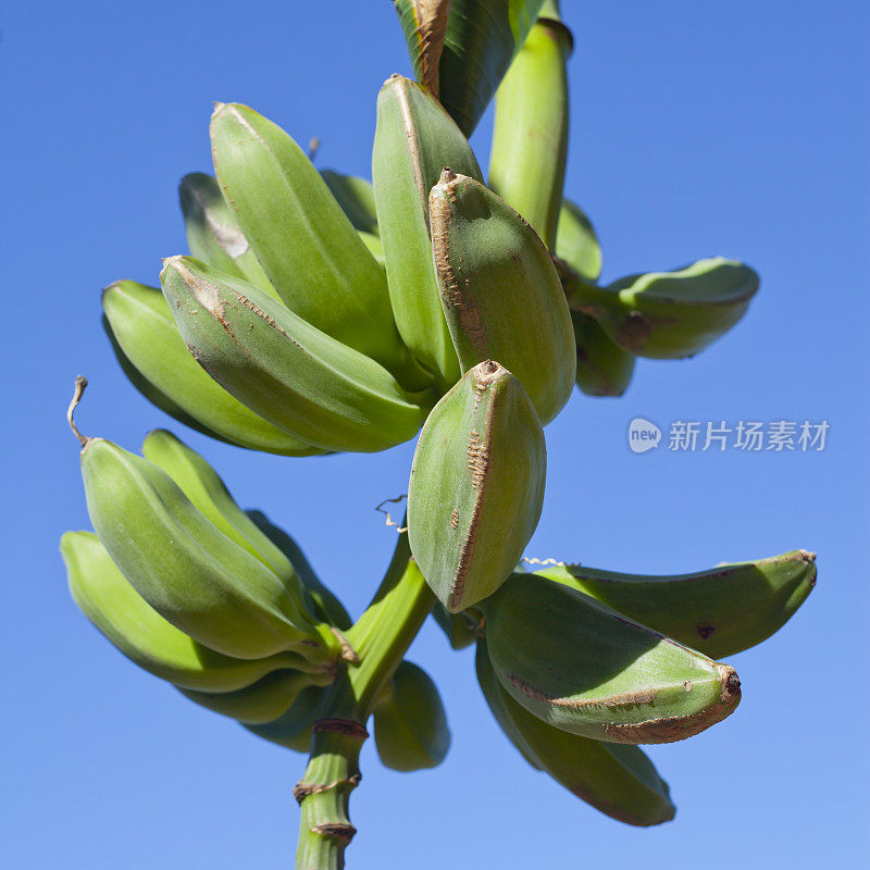 在特内里费，加那利群岛树上的绿香蕉- Musa acuminata和Musa balbisiana。